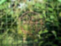 Gartennummer in Frankfurt am Main