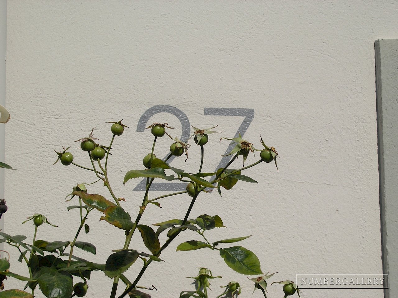 Hausnummer hinter Rosenbusch in Wismar