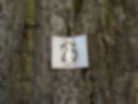 Baummarkierung in Friedberg