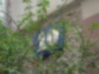 Hausnummer im Grünen in Mainz