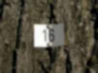 Baummarkierung in Friedberg