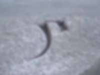 Teil-Jahreszahl in Solothurn