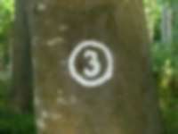 Baummarkierung an der Ostsee